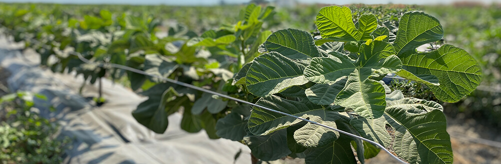 AgroPro Fidancılık