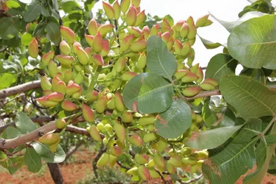 Antep Fıstığı Fidanları