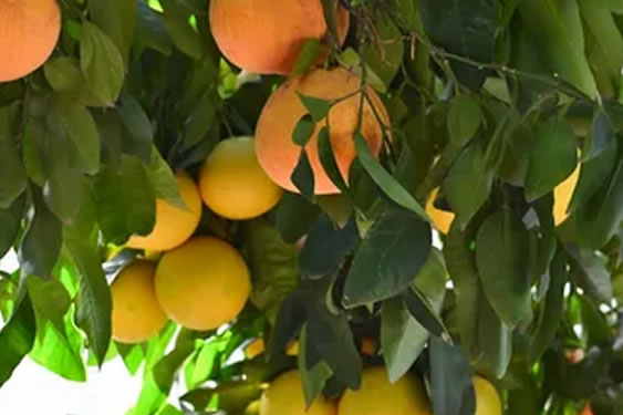 Greyfurt Fidanlarımız