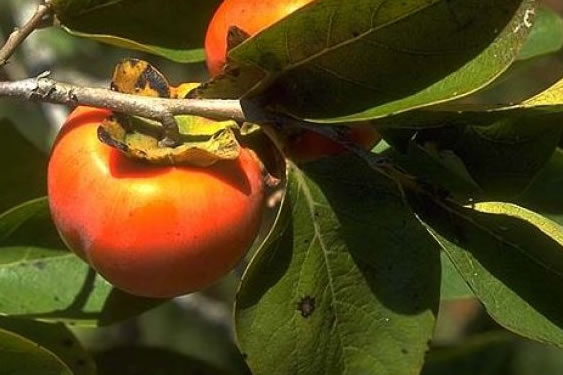Trabzon Hurması  Fidanları