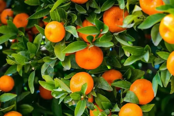 Mandalina Fidanlarımız