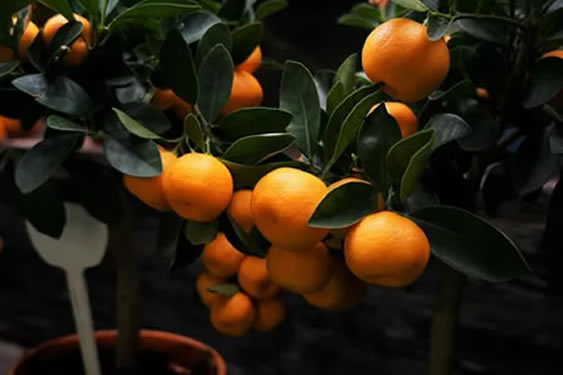 Mandalina Fidanlarımız