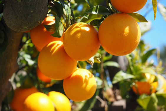 Portakal Fidanlarımız