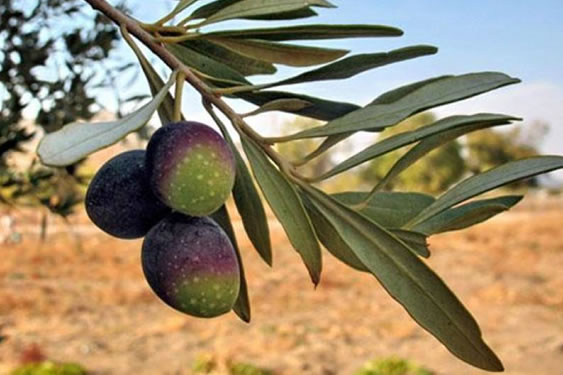 Zeytin Fidanları